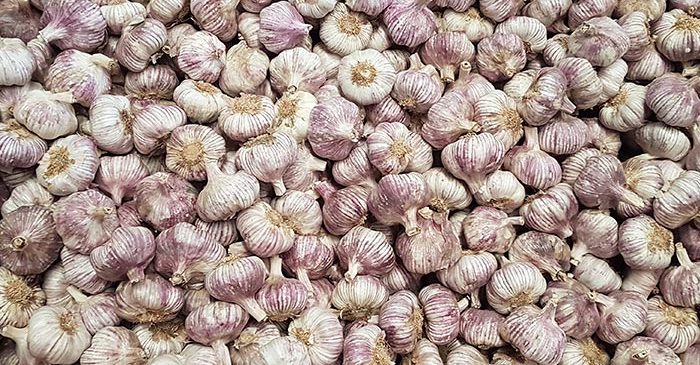 achat d'ail