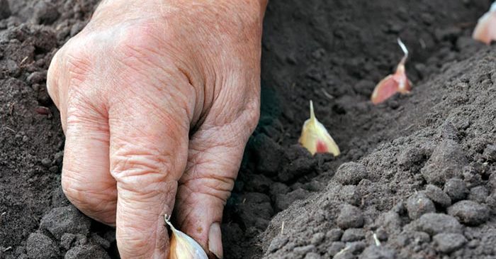 how to grow garlic