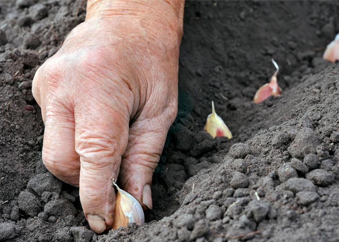 how to grow garlic
