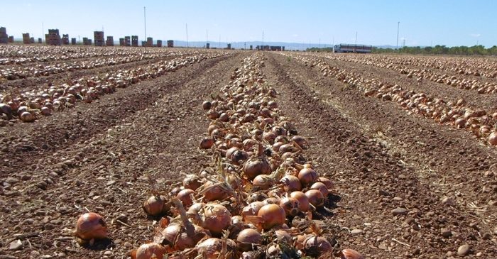 spanish onion