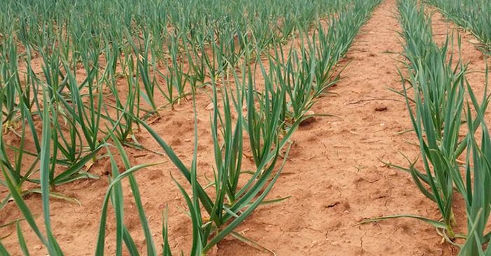 when to harvest garlic