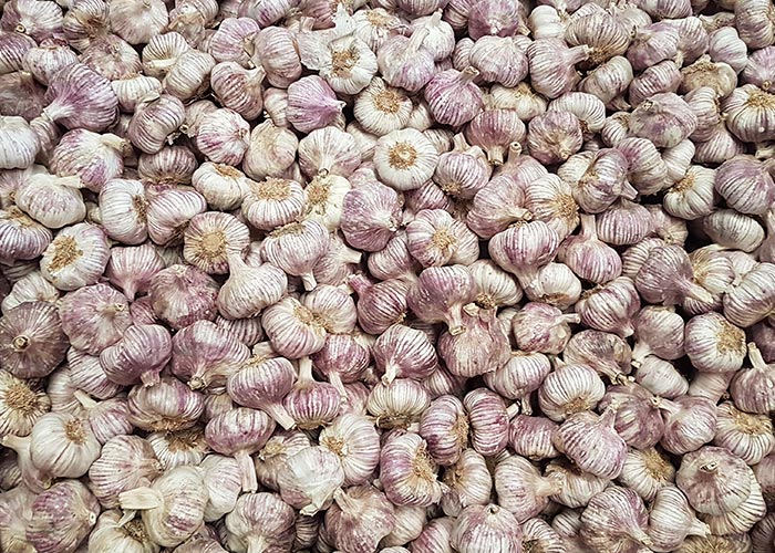 where to buy garlic in spain