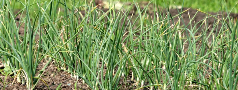 how-to-plant-garlic-dispaman